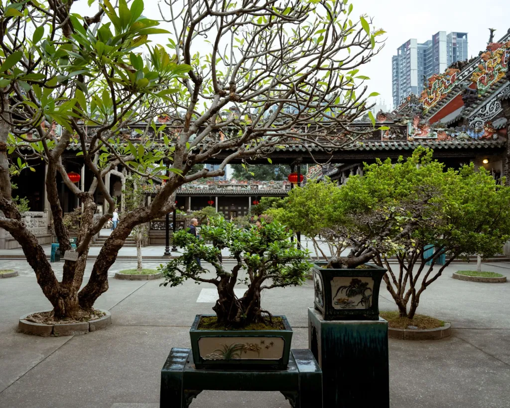 Choose and Care for Bonsai with Confidence